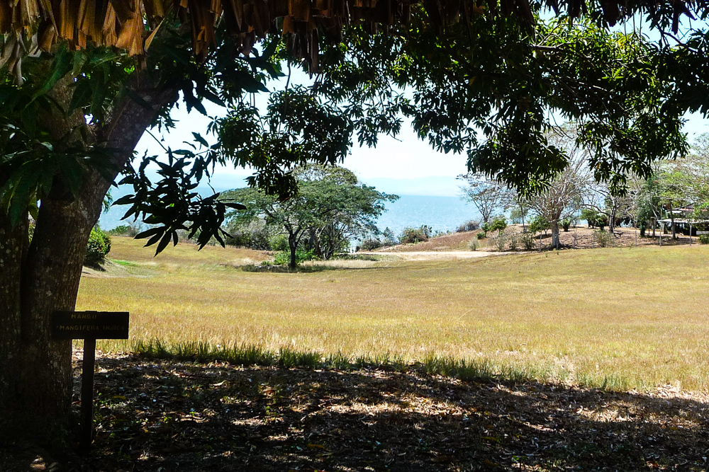 Days 8 to 9: Northern Pacific region - Gulf of Nicoya